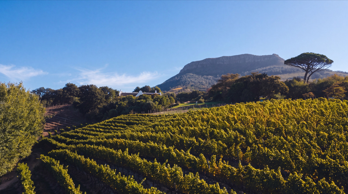 Vineyards of the Cape Winelands beneath the mountains